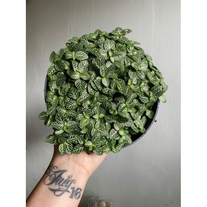 FITONIA MINI POT 18cm full