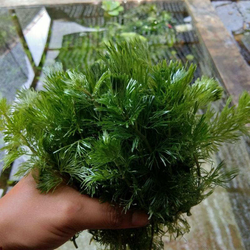 For Sale Aquascape Supply Co. | Premium Aquarium Plants & Aquascapin ...