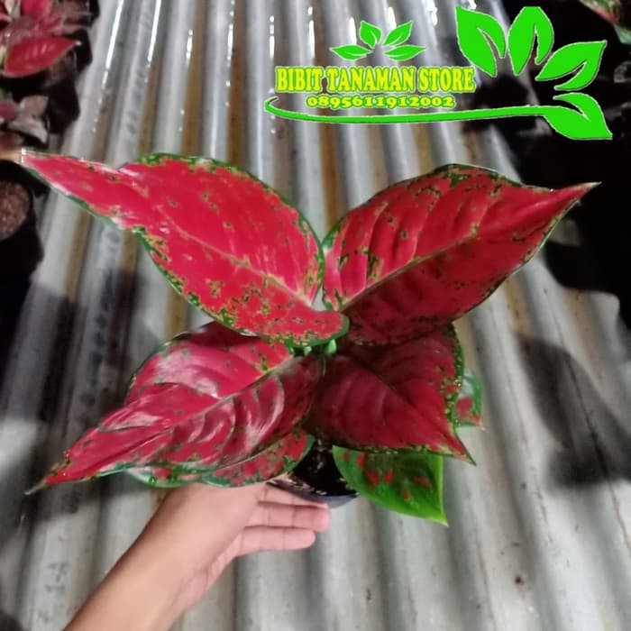 tanaman hias aglonema red king - pohon aglonema red king