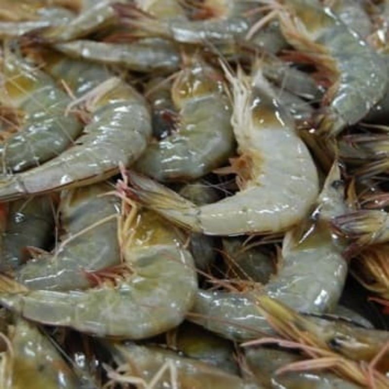 

Udang segar ukuran sedang 500 gram