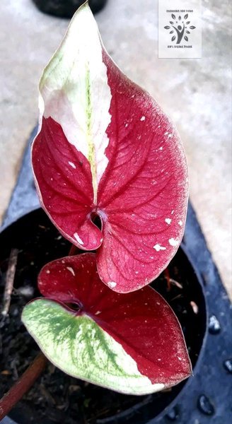 Bibit Bonggol Keladi Baret Thailand