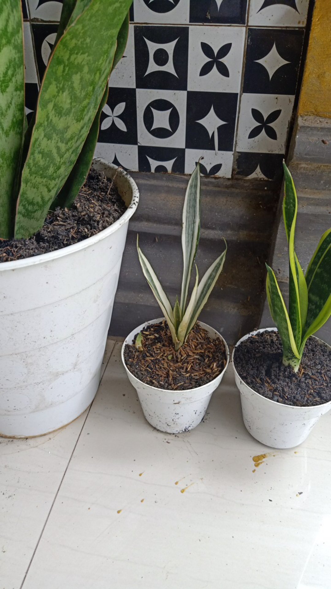 Tanaman Hias Sansevieria Trifasciata Laurentii Silver