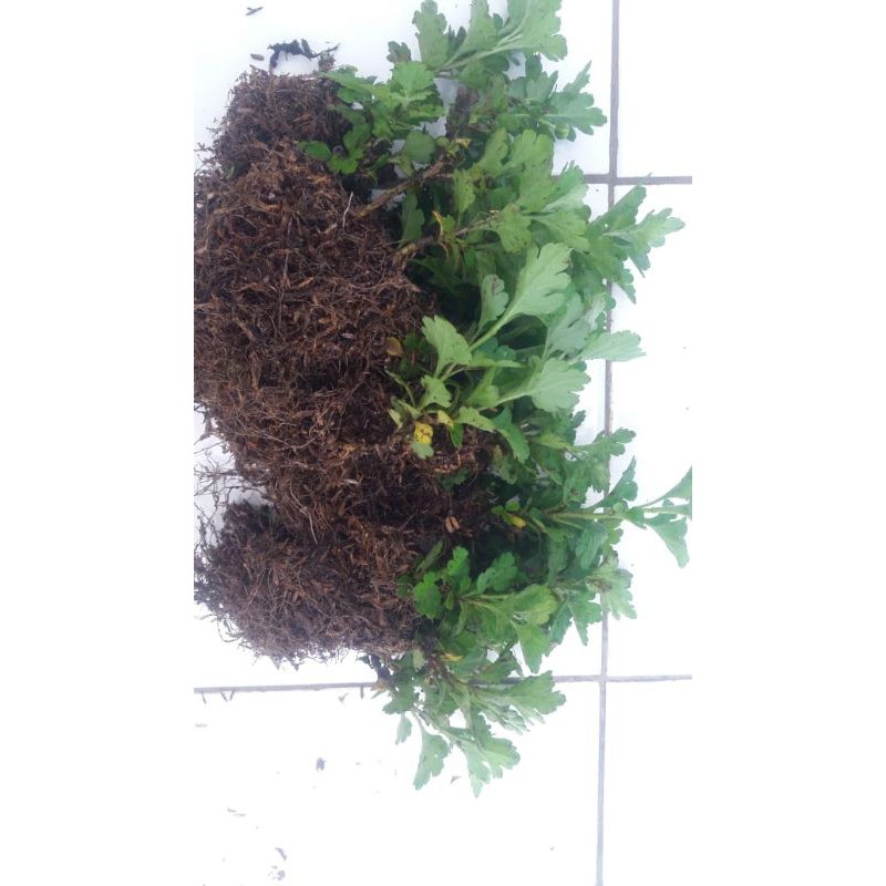 bibit bunga krisan aneka macam warna siap tanam(minimal pembeliaan 5 bibit)