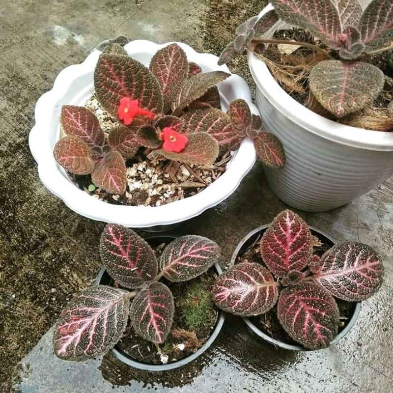 episcia ungu gelap