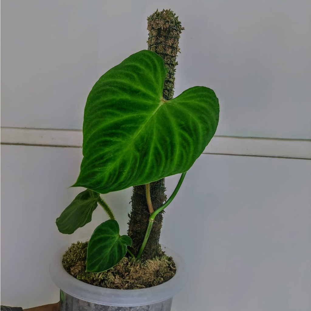 Tanaman Hias Philodendron Verucosum
