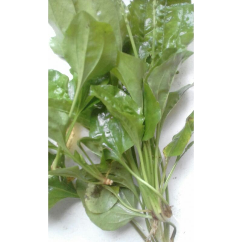 

daun sendok/atou ki urat 500gram