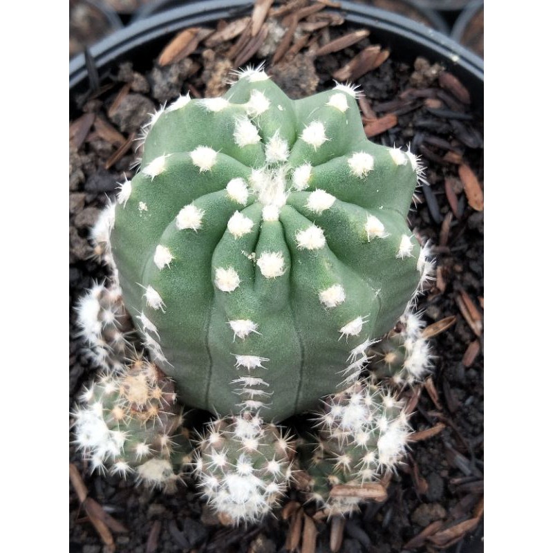 

echinopsis enermis