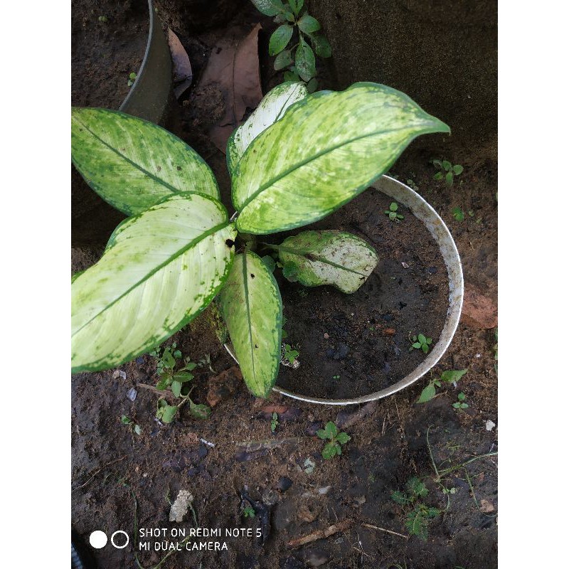 agronema putih hijau