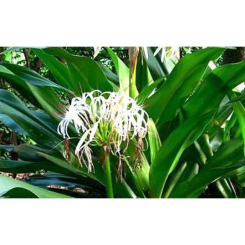 

Daun Bakung Segar 500gram Fresh Obat Herbal