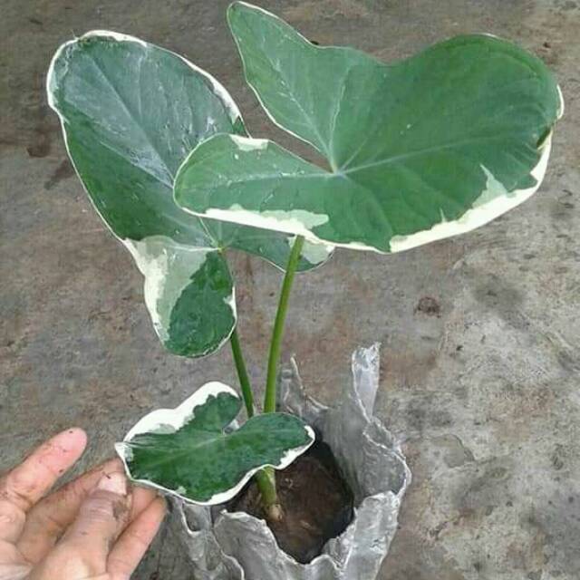 TANAMAN KELADI TIKUS | KELADI TIKUS VARIGATA