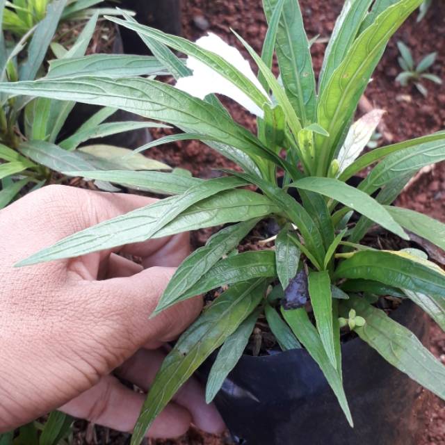 Tanaman Hias Bunga Rawelia Mini - Bibit Tanaman Hias Bunga Rawelia Mini