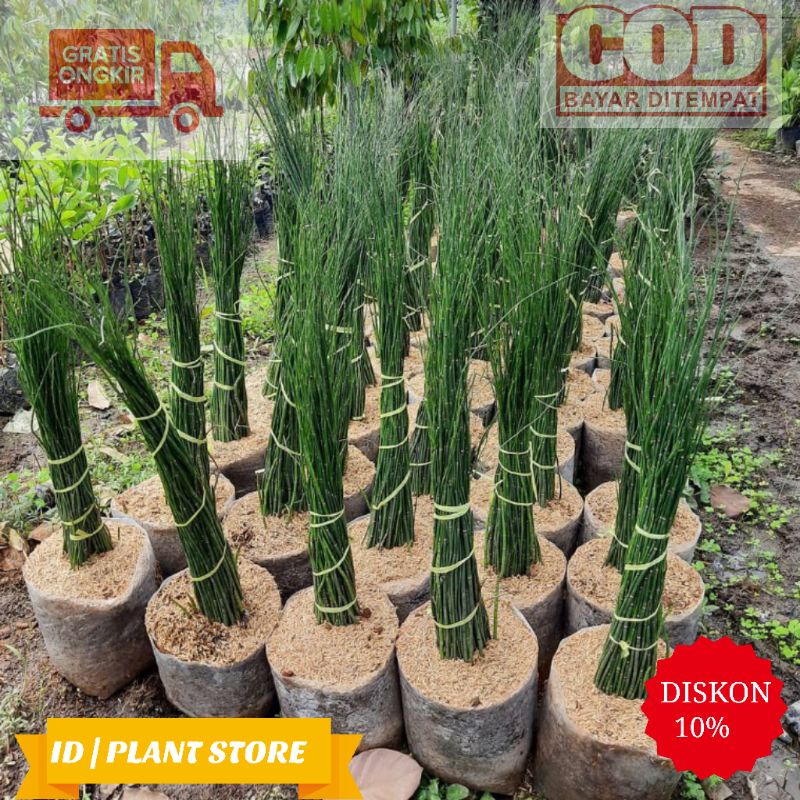 Tanaman hias bambu air-tanaman air-bambu hoki-tanaman hidup-bunga hiasan