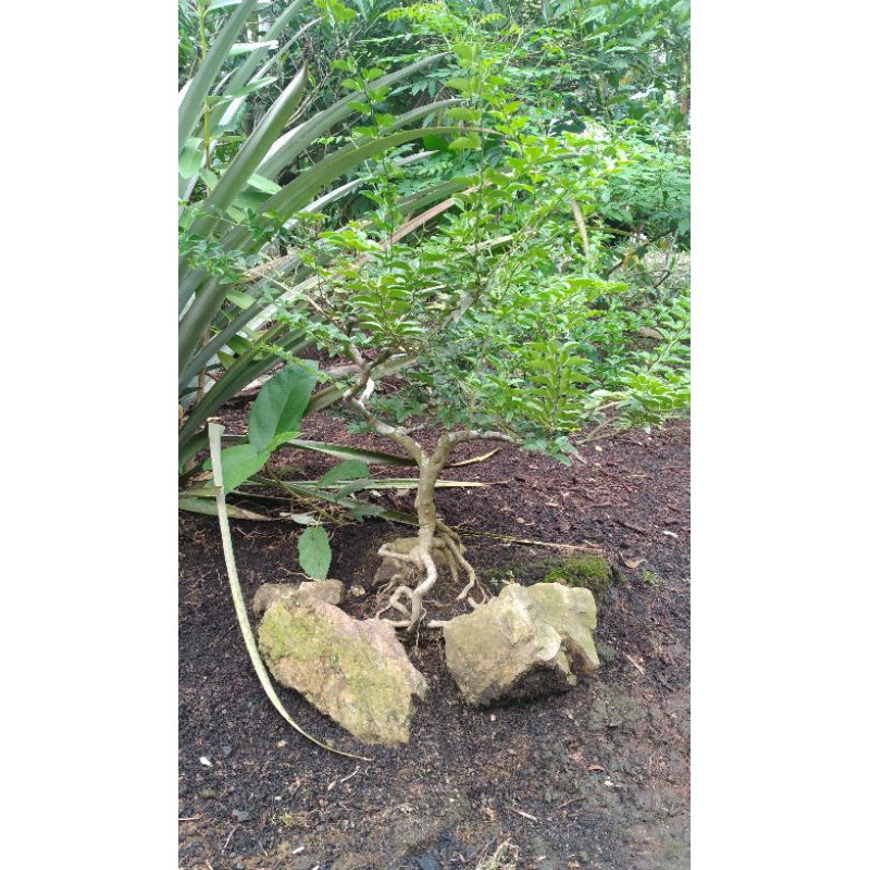 Bonsai jeruk kinkit sudah Jadi