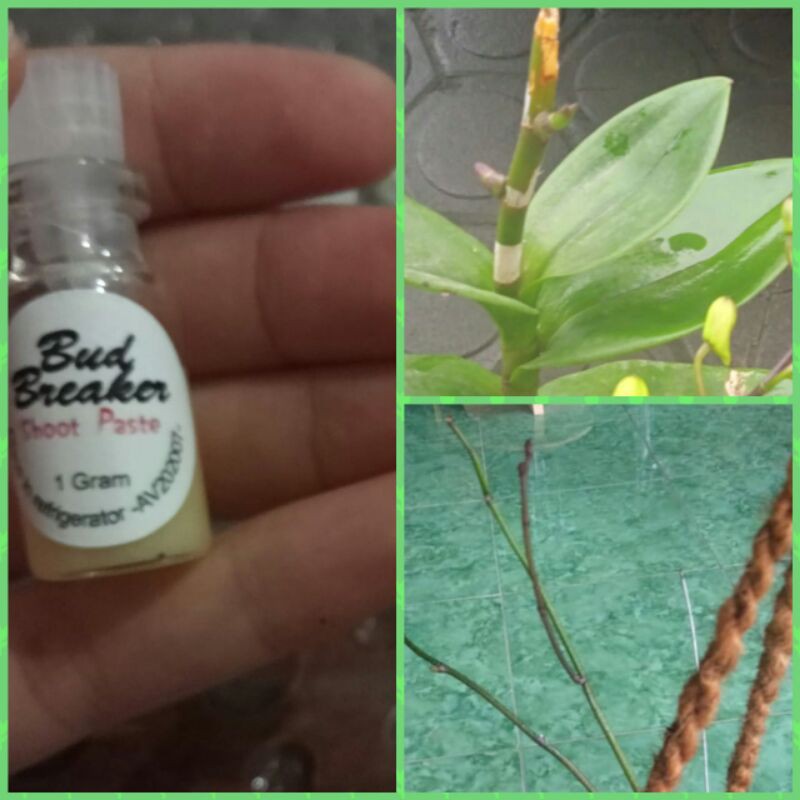 bud breaker perangsang anggrek Ampuh