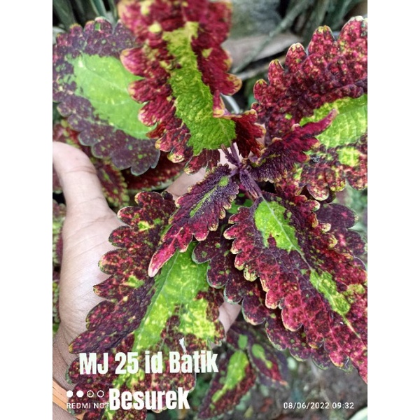 Miana Premium/id Batik Besurek/Coleus/2stek batang