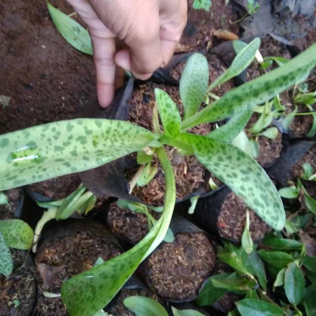 Tanaman hias lidah katak/bibit tanaman lidah katak