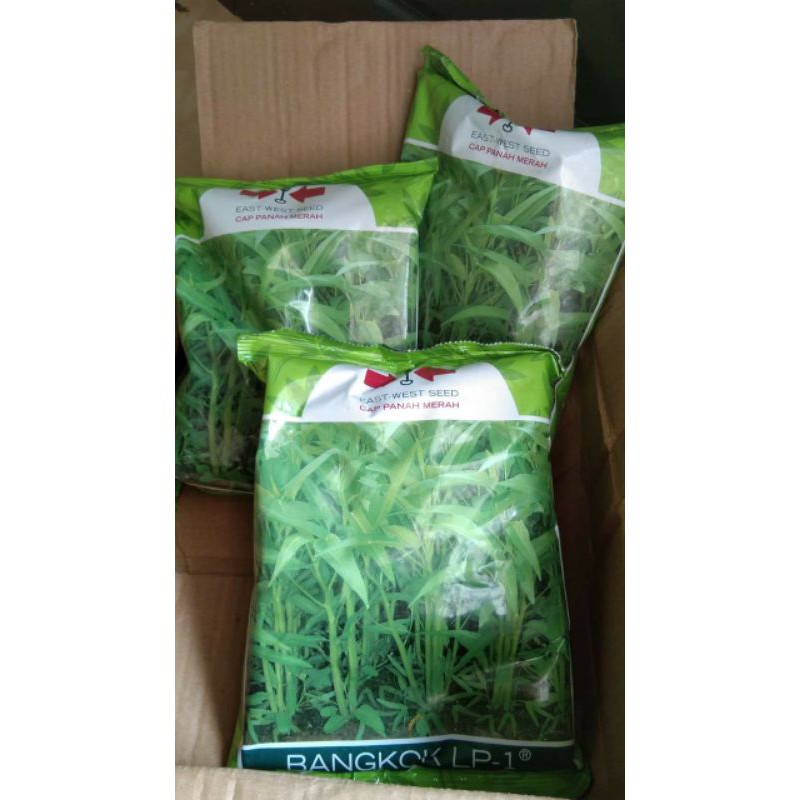 Jual Benih Kangkung Bangkok Kg Panah Merah Shopee Indonesia