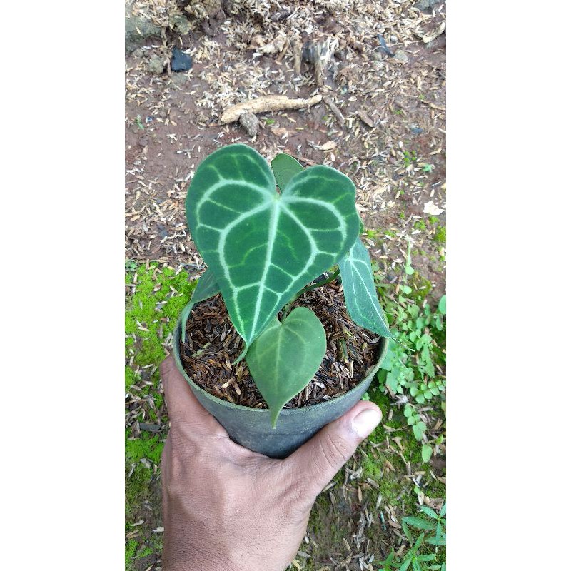 Tanaman kuping gajah tarantula