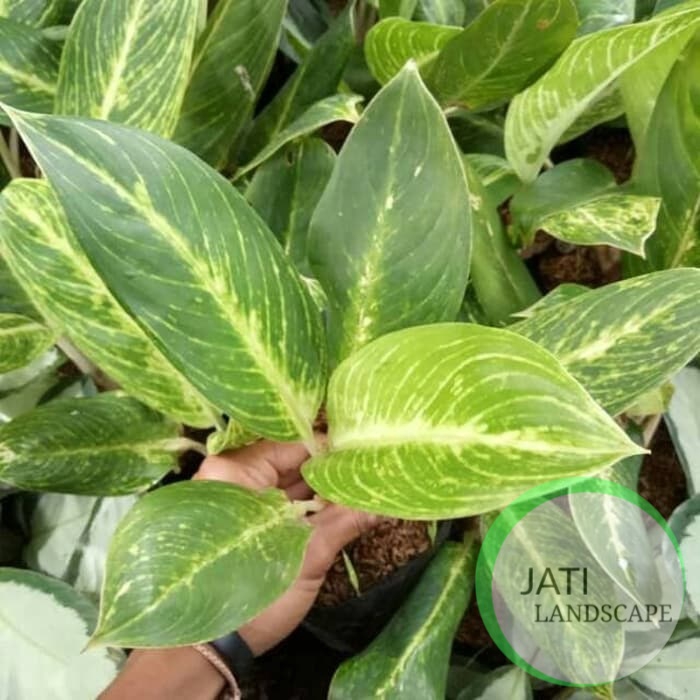 Tanaman hias aglonema blanceng golden aglo