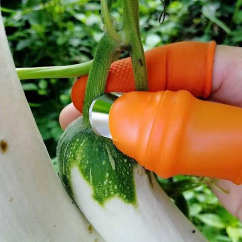 Alat Pemetik Cabe Lombok / Cabai, Kacang Panjang, Sayuran Dan Buah