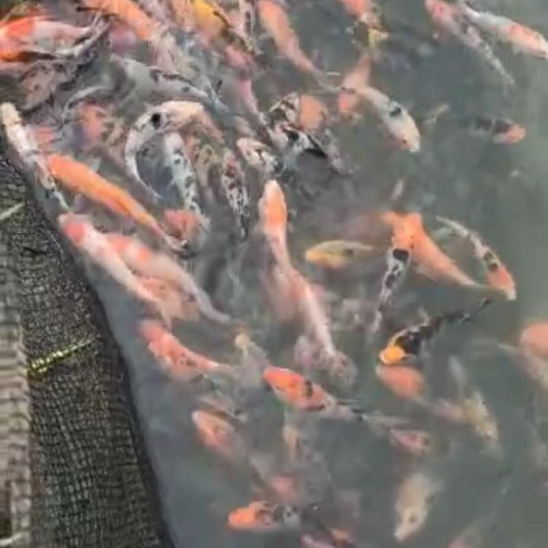 BIBIT IKAN KOI BLITAR UK11-13 CM