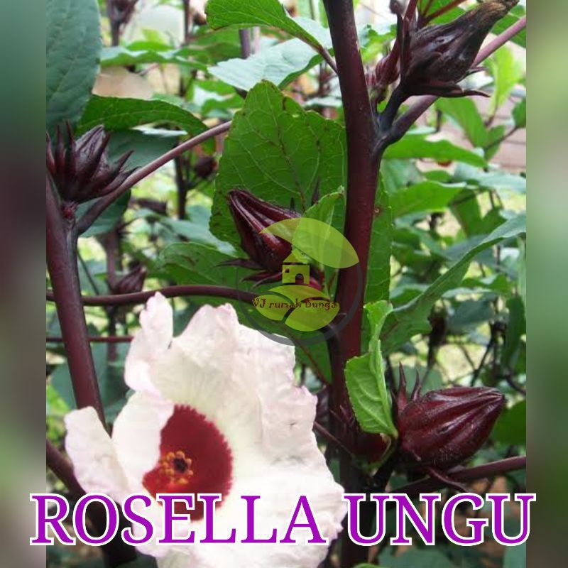 6 Biji/Bibit/Benih Rosella Ungu