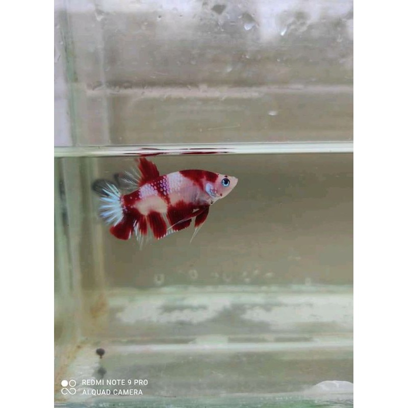 ikan cupang nemo galaxy