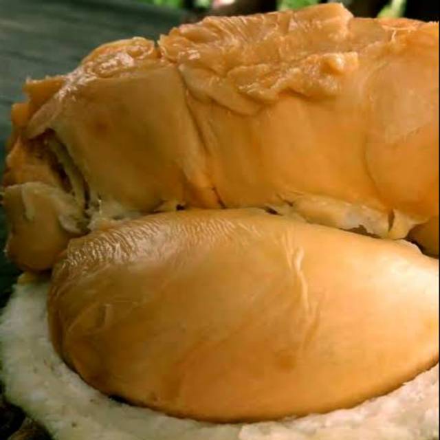 Bibit Durian Super Tembaga Bangka asli