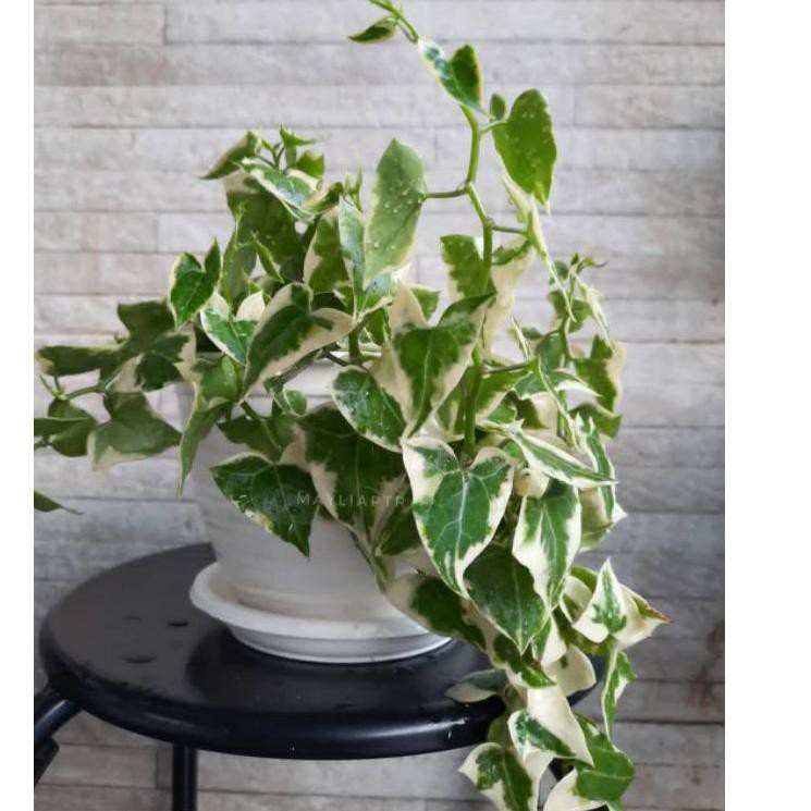 MEN SALE English Ivy varigata daun tebal / tanaman hias indoor outdoor / tanaman gantung