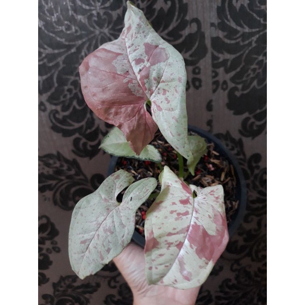 singonium milk confetti