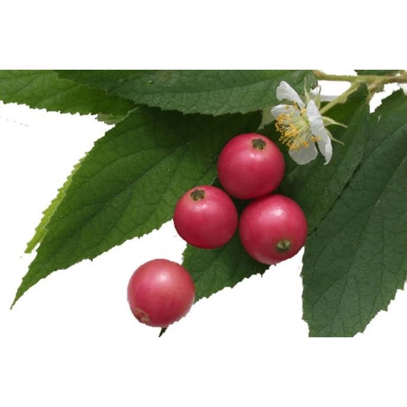 10 Buah Segar Kersen/Ceri lokal