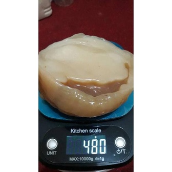 

[KODE PRODUK GRSN98038] !!! SCOBY ATAU JAMUR DIPO UNTUK MEMBUAT KOMBUCHA