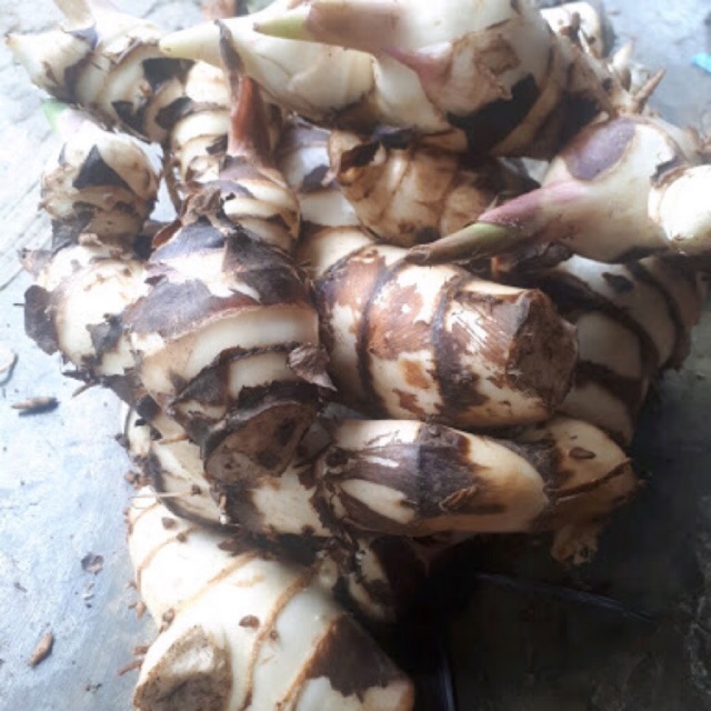 

GR Umbi ganyol putih segar 1 kg