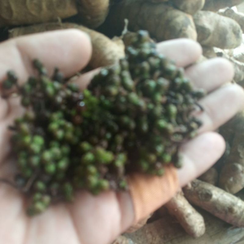 

andaliman