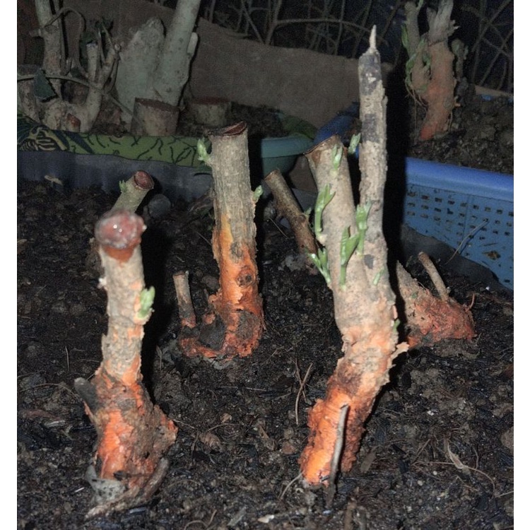 pohon sisir bahan bonsai mame