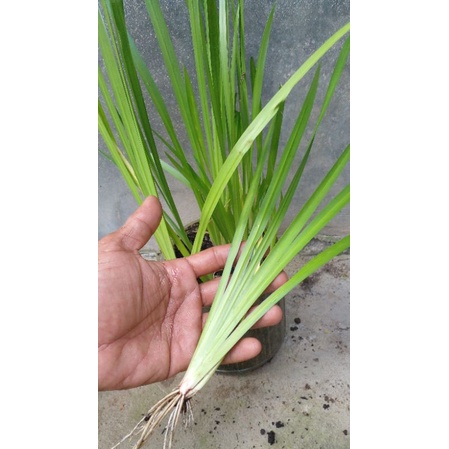 dllingao/jeringau/jaringao