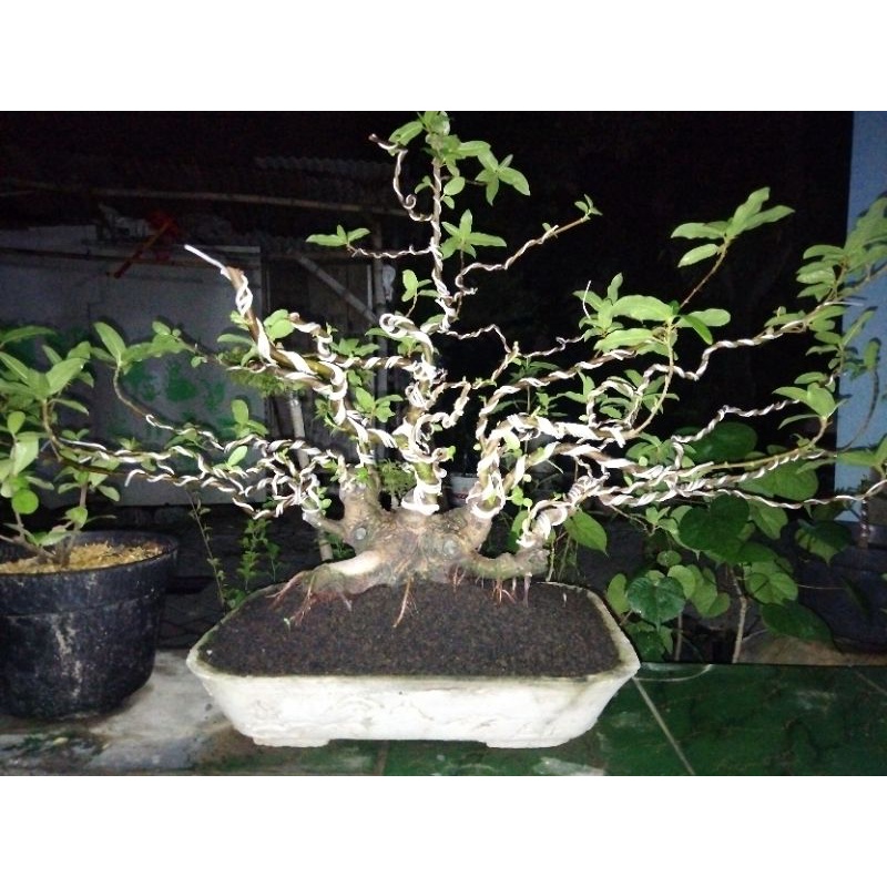 bonsai loa