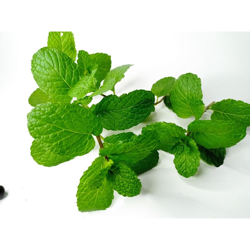 

Mint / Daun Mint / Saper Mint