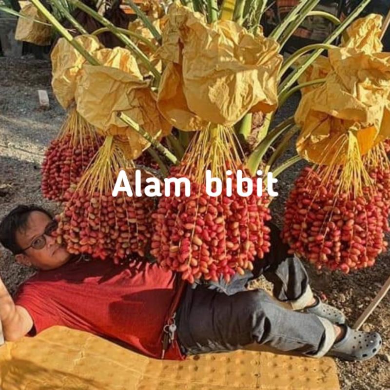 Bibit kurma tropis jantan genjah cepat berbuah