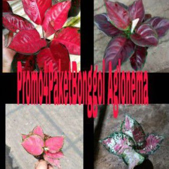 promo4paket bongol bunga aglonema