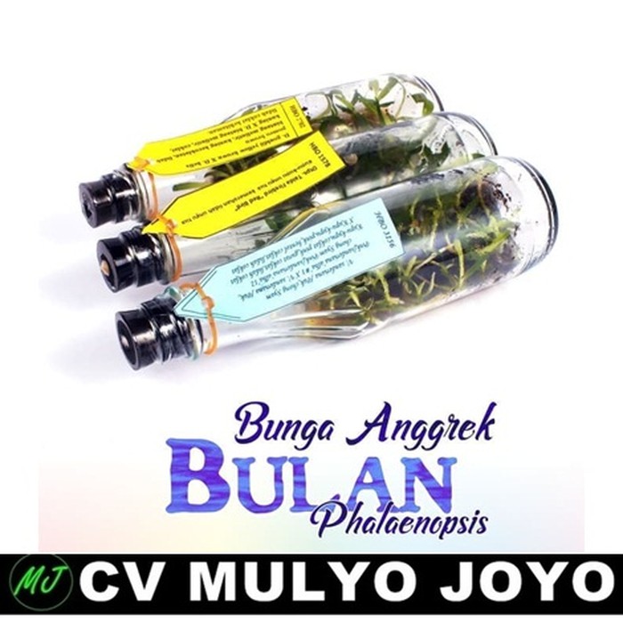 Bibit Bunga Anggrek BULAN PHALAENOPSIS Anggrek Hybrid Botol