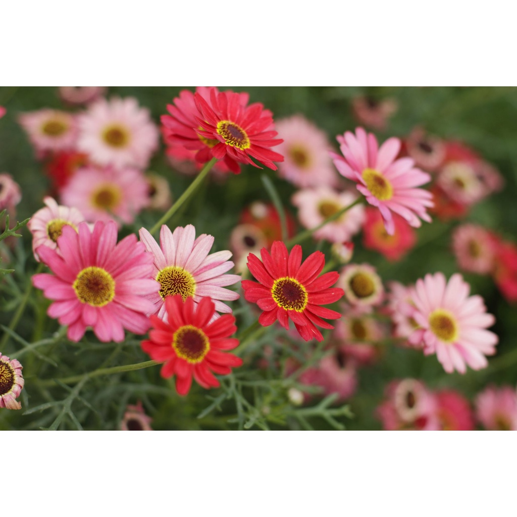 Bibit Tanaman Bunga Gerbera Pink/Hebras Pink/Bunga Gerbera Holland Banyak Warna