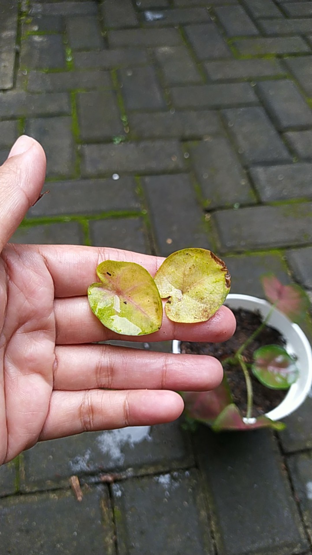 Keladi/caladium Sexy Pink