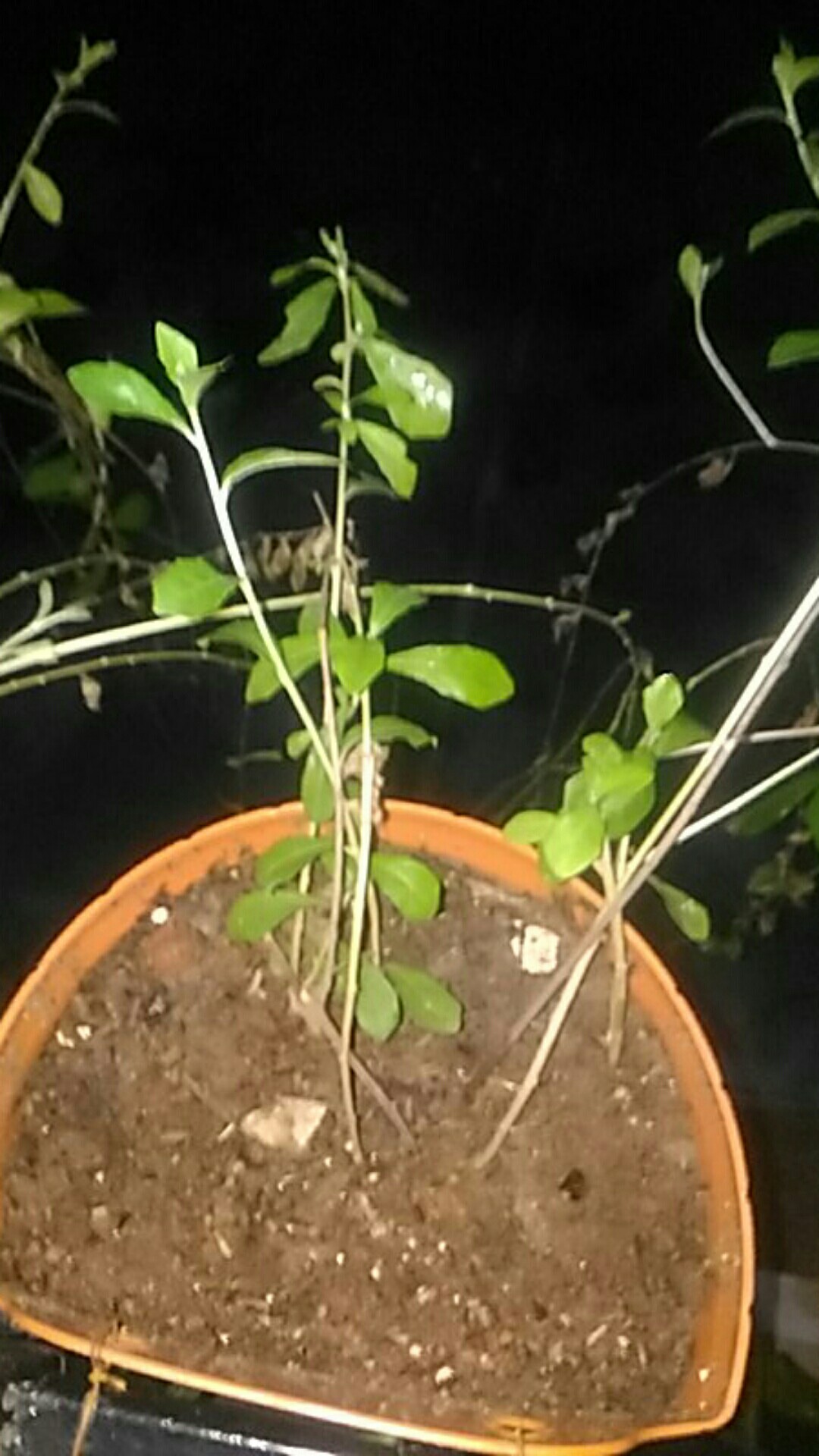 Tanaman Hias Pagar Lee Kwan Yew Per Polibag