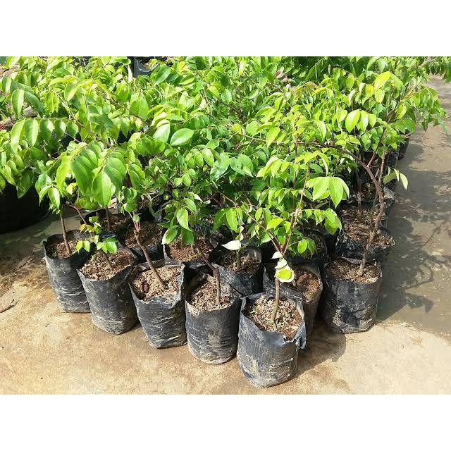 Pohon Belimbing Wuluh