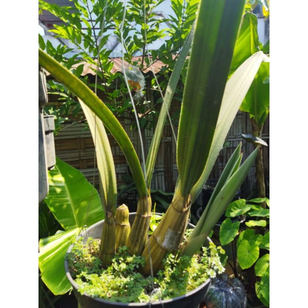 anggrek gurun..Eulophia Petersii