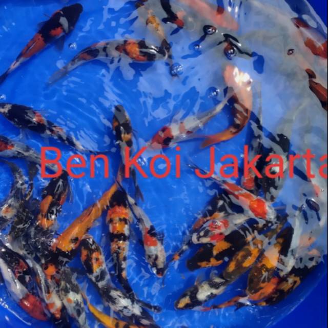 ikan koi anakan import 15 up