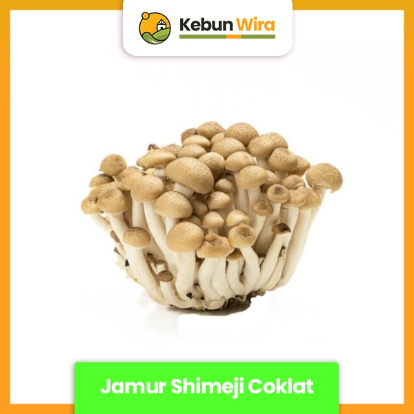 

Jamur Shimeji Coklat