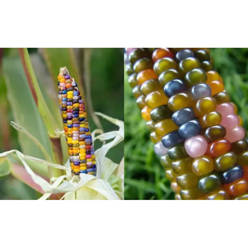 Benih/Bibit/Pipil Jagung Pelangi Rainbow Corn Pulut Warna Warni