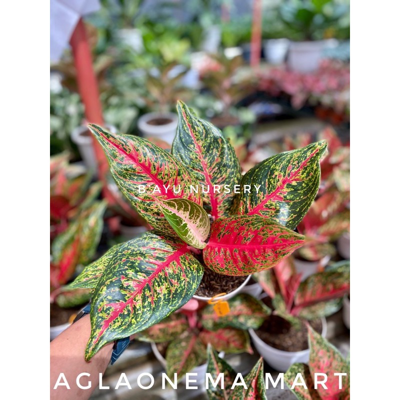 aglaonema Hot Lady